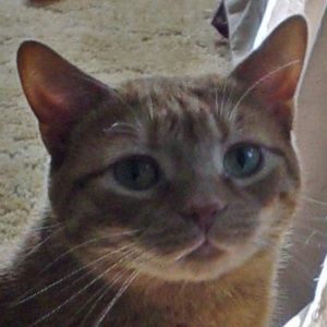 Meet your Posher, Carol